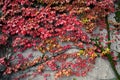 Boston ivy vine with red leaves Royalty Free Stock Photo