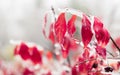 Red leaves and branches are frozen into beautiful iciles Royalty Free Stock Photo