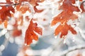 Red leaves on branches in ice on a natural winter background.