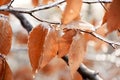 Red leaves on branches in ice on a natural winter background.