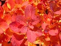 Red leaves of a bush with the frozen ice drops Royalty Free Stock Photo