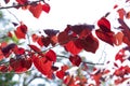 Red leaves of cercis canadensis