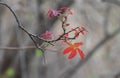 Red Leaves of Ceylon oak or lac tree or Kusum Tree Schleichera oleosa
