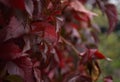 red leaves close-up macro texture abstract light bokeh background outdoor garden Royalty Free Stock Photo