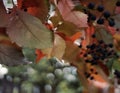 red leaves blue berries autumn outdoor garden bokeh background Royalty Free Stock Photo