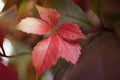 red leaves close-up macro texture abstract light bokeh background outdoor garden Royalty Free Stock Photo