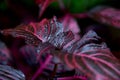 Red leaves coleus