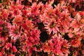 Red leaves, Coleus plant. Close up of variegated Coleus plants. Painted nettle, Flame nettle, decorative nettle. red leaves nature Royalty Free Stock Photo