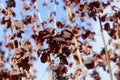 Red leaves of a common hazel bush Royalty Free Stock Photo