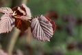 Red leaves of a common hazel bush Royalty Free Stock Photo