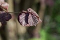 Red leaves of a common hazel bush Royalty Free Stock Photo