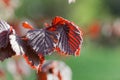 Red leaves of a common hazel bush Royalty Free Stock Photo