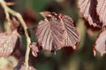 Red leaves of a common hazel bush Royalty Free Stock Photo