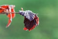 Red leaves of a common hazel bush Royalty Free Stock Photo