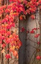 Red leaves cover in Hallstatt, Austria