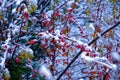 The red leaves covering snow Royalty Free Stock Photo