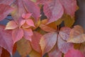 Red leaves of creeping wild maiden grapes in autumn.