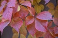 Red leaves of creeping wild maiden grapes in autumn.