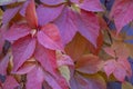 Red leaves of creeping wild maiden grapes in autumn.