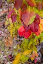 Red leaves of curling ornamental grapes in November.