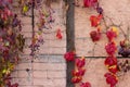 Red leaves of curling ornamental grapes on pink brick wall.