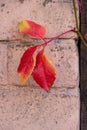 Red leaves of curling ornamental grapes on pink brick wall.