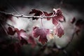 Red Leaves of Currant