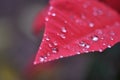 Red Leaves with Dewdrops Royalty Free Stock Photo