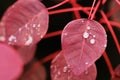 Red Leaves with Dewdrops Royalty Free Stock Photo