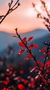 Red leaves with dewdrops at sunrise, serene nature scene Royalty Free Stock Photo