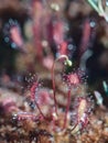 Red leaves of English sundew, Drosera anglica, in peatmoss