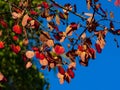 Red leaves of European aspen or Populus tremula in autumn sunlight background, selective focus, shallow DOF Royalty Free Stock Photo