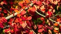 Red leaves of European aspen or Populus tremula in autumn sunlight background, selective focus, shallow DOF Royalty Free Stock Photo