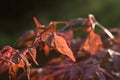 Red Leaves in the Evening sunset