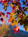 Red leaves in fall Royalty Free Stock Photo