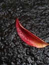 red leaves falling during rain on asphalt road Royalty Free Stock Photo