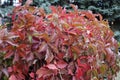 Red leaves of five-leaved ivy in autumn Royalty Free Stock Photo