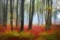 Red leaves in a foggy autumn forest