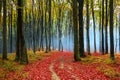 Red leaves in a foggy autumn forest