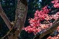 Red leaves foliage in Japan during the Momiji autumn season Royalty Free Stock Photo