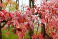 The red leaves with frost Royalty Free Stock Photo