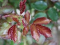 Red wet leaf of a rose bush in raindrops on a blurred background Royalty Free Stock Photo