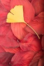 Red leaves and gingko biloba leaf autm background