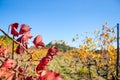 Red leaves of grapes of grape plantings in autumn.