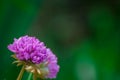 Allium in bloom Royalty Free Stock Photo