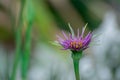 Allium in bloom Royalty Free Stock Photo