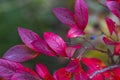 Red leaves on a green background. Blueberry bush garden.