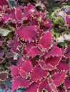 red leaves with green edges Coleus ornamental plant