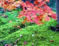 Red leaves green moss Royalty Free Stock Photo