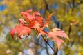 Red leaves hanging on the tree Royalty Free Stock Photo